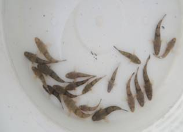 河川沙塘鳢优质苗种人工仿生态规模化繁育及应用