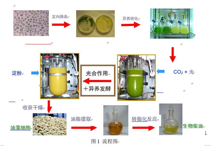 微藻生物柴油技术